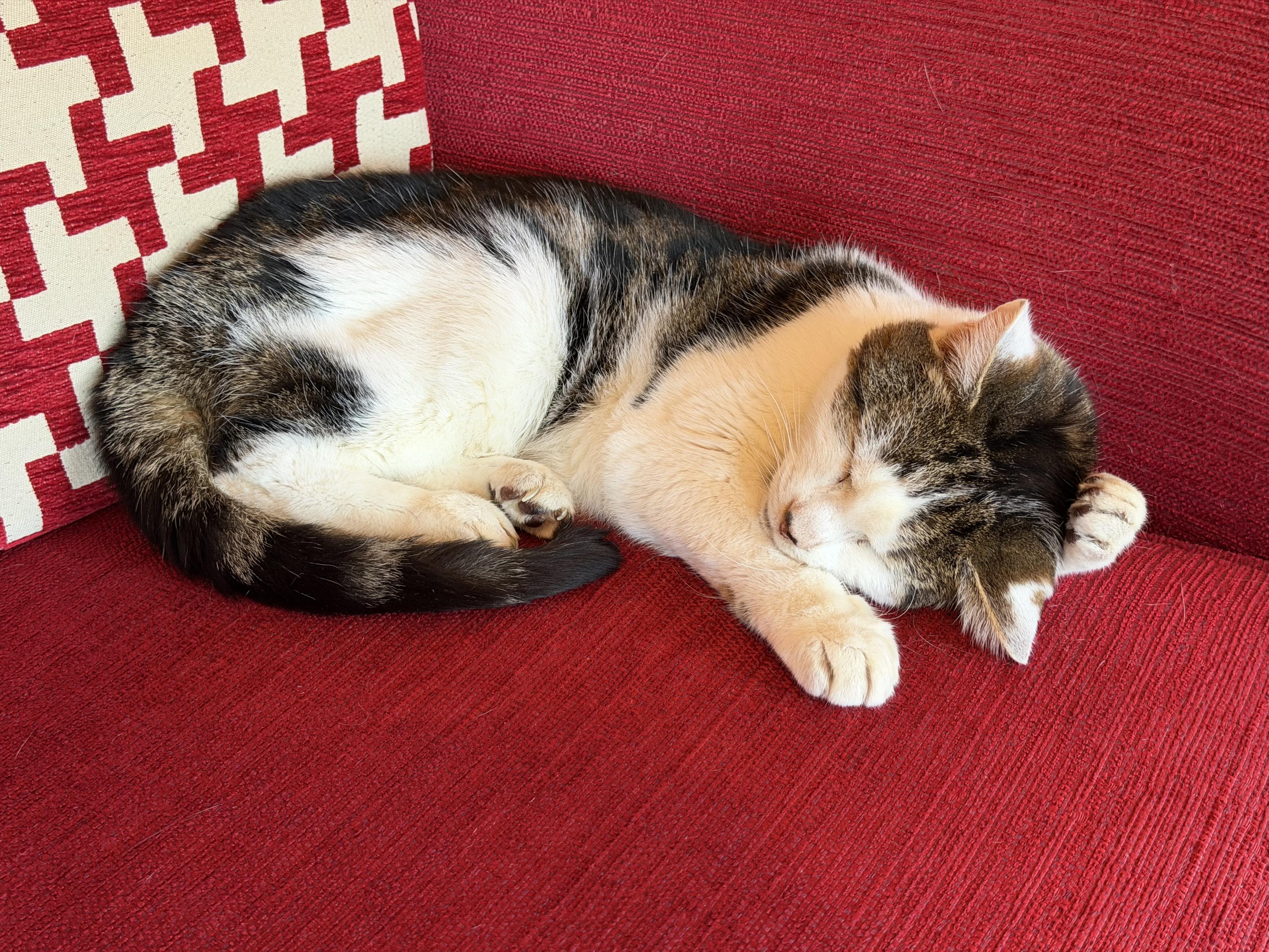 A white and tabby mix cat sleeps soundly on a red sofa. One of the cats paws is held around the top of his head. The other is a rest for his chin.