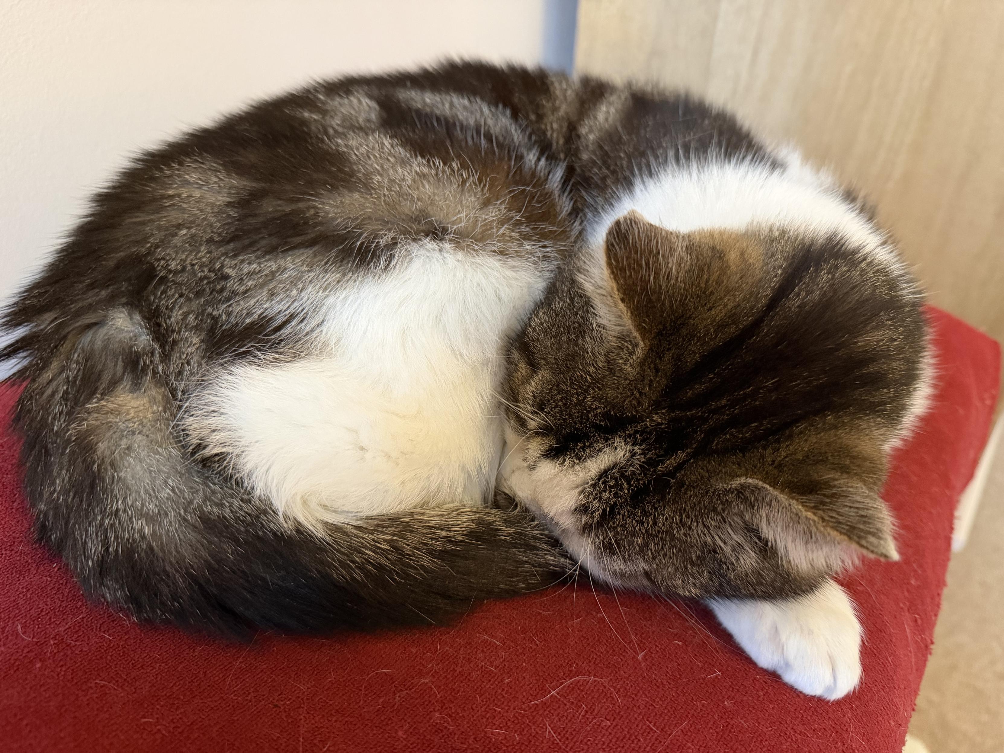 A brown and white tabby mix cat sleeps soundly curled into a ball on a red foot stool. One paw is shown under his head, used as a head rest.